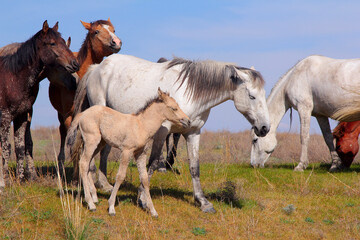 Wild Horses and Young Foal Grazing on a Dry Summer Steppe Pasture