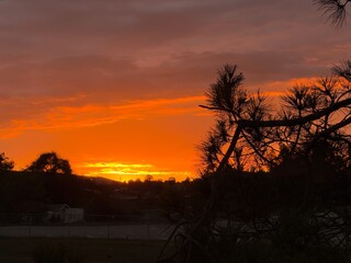 Fototapeta premium Dramatic Orange Sunset Silhouette with Pine Tree