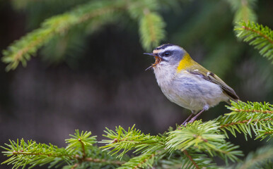 Common Firecrest - male bird at awet  forest in spring