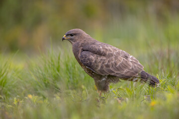 Common Buzzard in spring at a wet forest