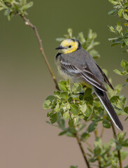 Citrine Wagtail - male bird at a wetland in spring