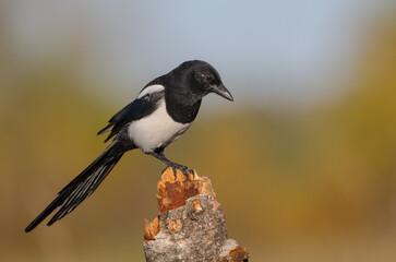 Common Magpie - at a wetland in autumn