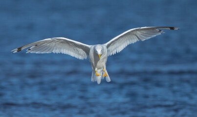 Herring Gull - adult bird at the seashore in autumn