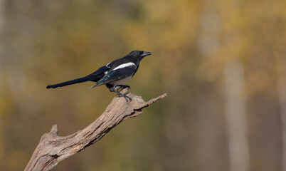 Common Magpie - at a wetland in autumn
