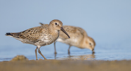 Dunlin - at a seashore on the autumn migration way