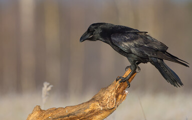 Common Raven - in autumn at a wetland