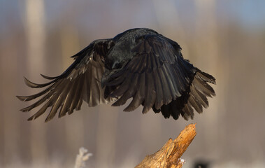 Common Raven - in autumn at a wetland