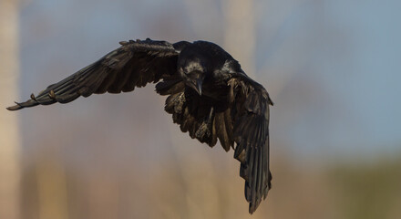 Common Raven - in autumn at a wetland