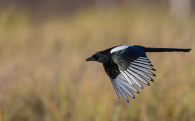 Common Magpie - at a wetland in autumn