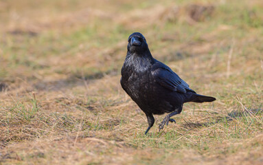 Common Raven - in autumn at a wetland