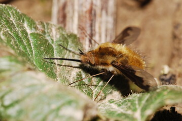 Garden fly, Bombylius major, macro