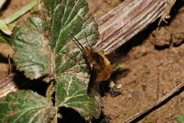 Obraz premium Garden fly, Bombylius major, macro