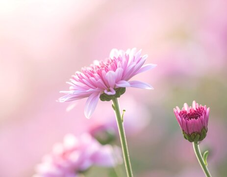 Soft focus image of a pink chrysanthemum flower and bud with blurred background
