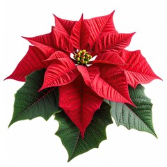 Vibrant poinsettia flower against white background