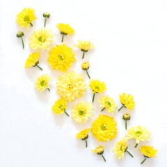 Yellow Chrysanthemum Flowers Blooming with Buds on a White Background Springtime