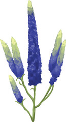 Veronica Blue Flower Botanical Painting