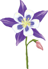 Obraz premium Columbine Flower Botanical Digital Painting