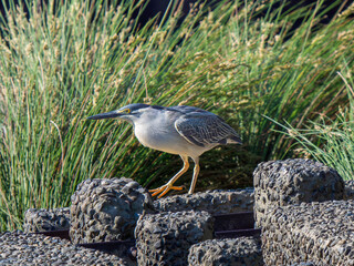 水辺のササゴイ