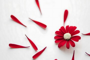 Bright red daisy with fallen petals on a clean white surface
