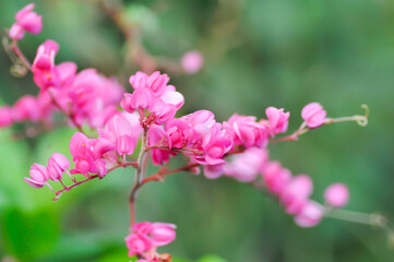 Antigonon leptopus , Coral vine or Mexican creeper or Chain of love or Pink vine or Honolulu Creeper or POLYGONACEAE or pink flowers