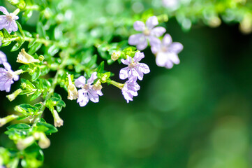 Cuphea hyssopifolia Humb, Cuphea hyssopifolia Kunth or Elfin Herb or False Heather or LYTHRACEAE or purple flower