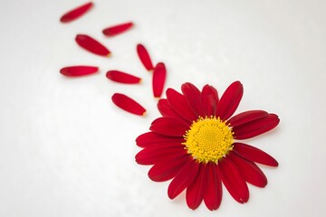 Red daisy flower on white background with scattered petals beauty concept