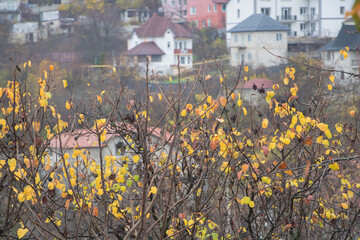 Autumn branches with yellow leaves - suburban houses in background