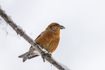 A male crossbill sits on a pine branch in winter