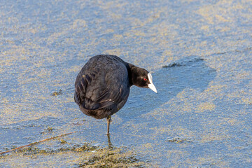 Eurasian coot stands on a small island in the water