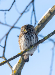 Eurasian pygmy owl sitting on a tree branch in winter day