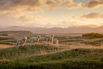 Flock of sheep at sunset in a biblical looking scene, rolling coastal land, near Gisborne, New Zealand 