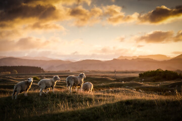Flock of sheep at sunset in a biblical looking scene, rolling coastal land, near Gisborne, New Zealand 