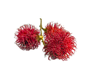 Ripe red rambutan on branch isolated on white background