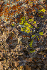 Rugged rock surface adorned with various colors of lichen, showcasing natural beauty. Daytime lighting emphasizes textures and patterns in outdoor setting.