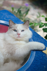 Cute, sleepy 6 months old Ragdoll cat in clear bowl on cat tree