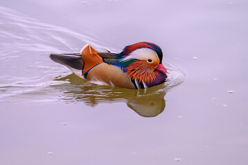 A male mandarin duck, Aix galericulata floats on a pond.