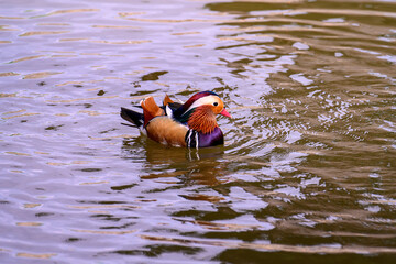 A male mandarin duck, Aix galericulata floats on a pond.