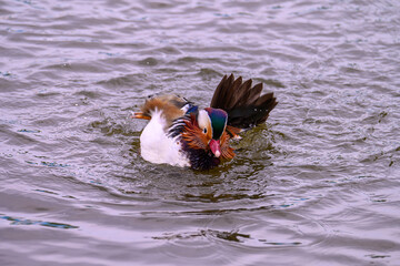 A male mandarin duck, Aix galericulata on a pond its water splashes.