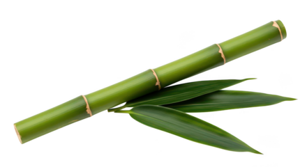 Green Bamboo Stalk And Leaves On Black Background