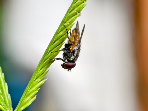 Musca domestica on a grass stem with a blurred background