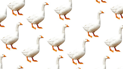 Fototapeta premium Isolated collage of white domestic farm geese in nature