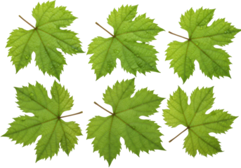 Six vibrant emerald green grape leaves, dewy and crisp, with intricate veins, on a pure seamless bright white background with negative space for design, concept of natural botanical purity