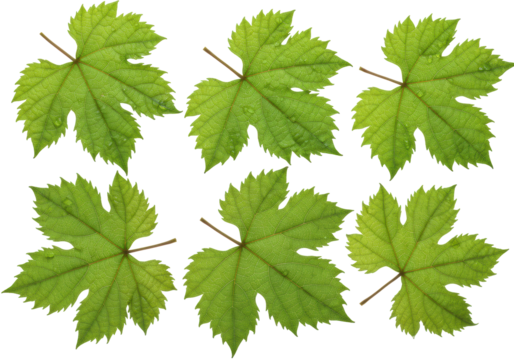 Six vibrant emerald green grape leaves, dewy and crisp, with intricate veins, on a pure seamless bright white background with negative space for design, concept of natural botanical purity