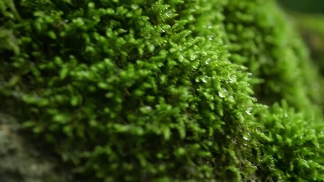 Macro exploration of vibrant green moss colonies thriving on ancient, damp forest floor rocks, highlighting intricate textures and micro ecosystems. Close up, detailed view