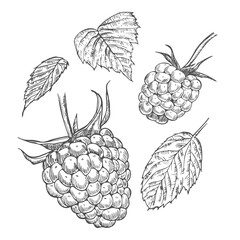 Hand drawn berry. Raspberry on white background. Vector sketch illustration