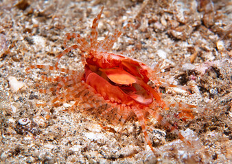 Fragile File Clam Displaying Tentacles on Sandy Seafloor in Lembeh Indonesia