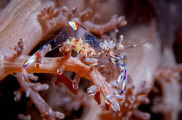 Glass Anemone Shrimp on Coral in Lembeh Indonesia Underwater Closeup © Leon Burda