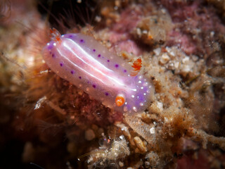 Colorful Hypselodoris decorata nudibranch crawling on Lembeh reef substrate