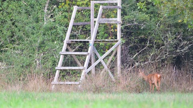 Roe deer doe eating bramble leaves near a wooden lookout tower smelling and running away. Capreolus capreolus, Rubus sp, Sologne, Loiret 45, r&eacute;gion Centre Val de Loire, France, Europe