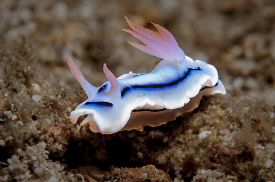 Loch's chromodoris nudibranch crawling on sandy seabed in Lembeh, Indonesia